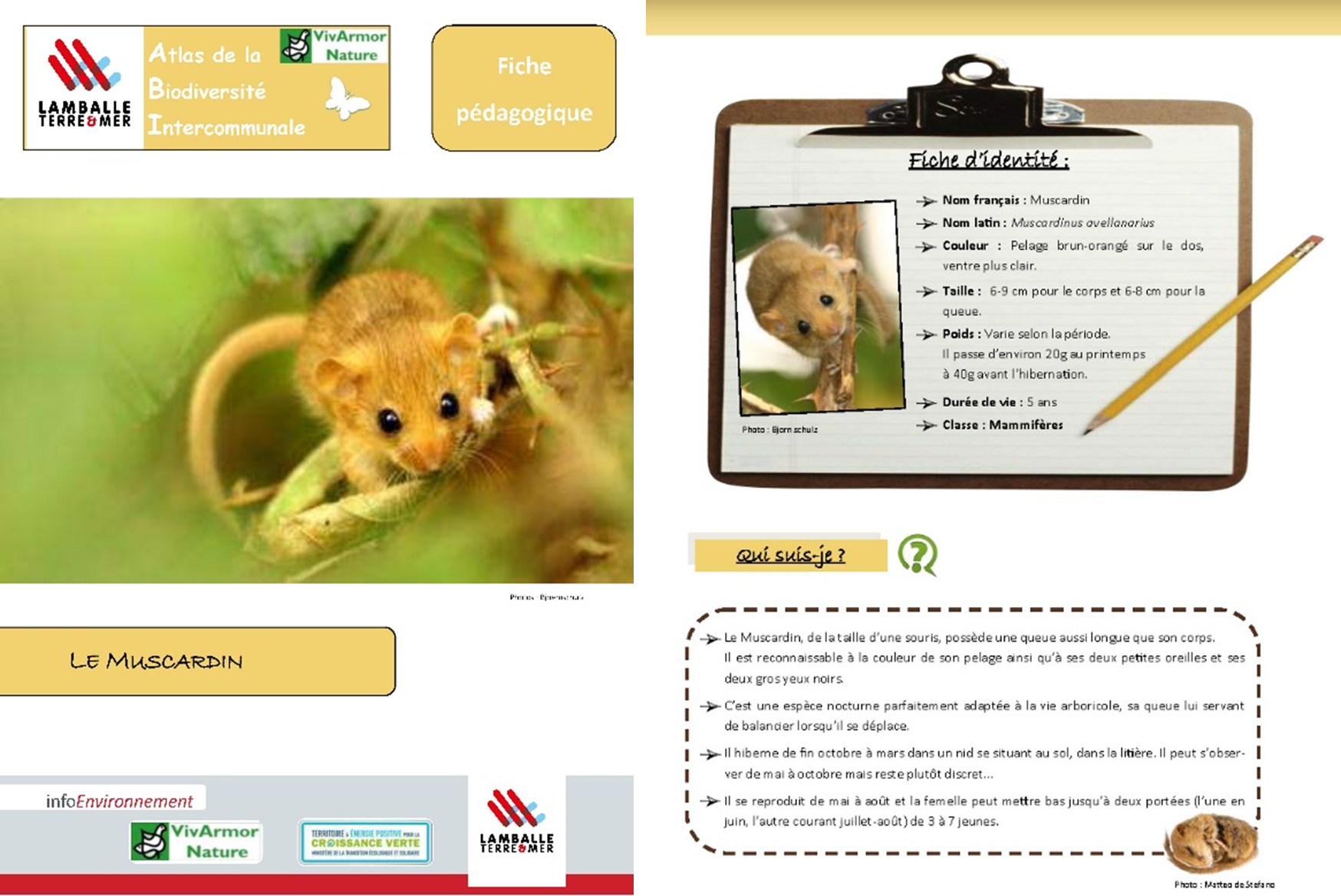 Communication autour du muscardin