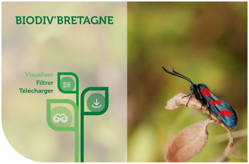 Biodiv'Bretagne : la plateforme régionale des données naturalistes