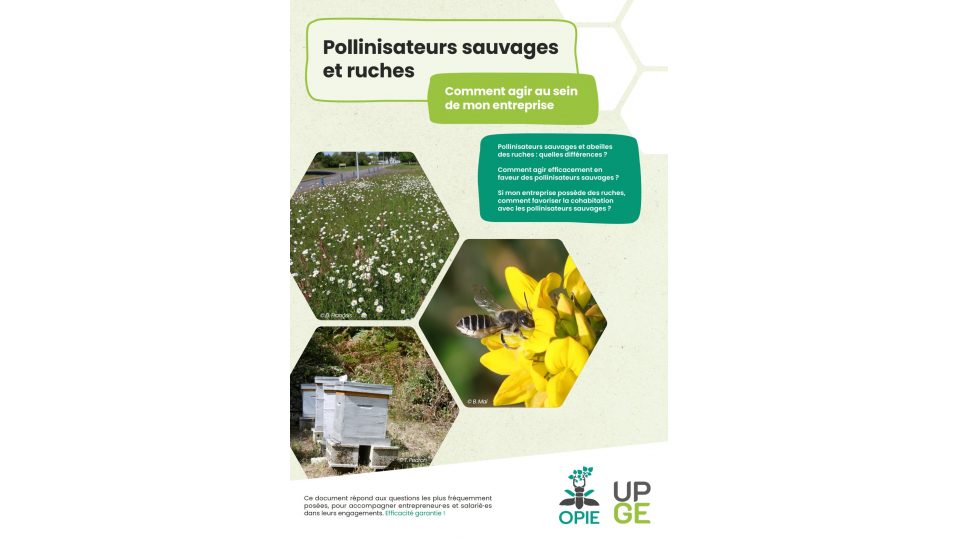 Ruches et pollinisateurs sauvages en entreprises