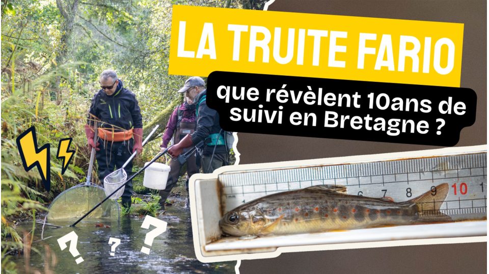 Le référentiel Truite fario en Bretagne 